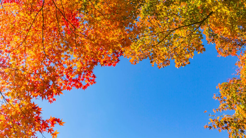 Sunny Friday in Twin Cities with mostly dry Halloween weekend — Blaine Sports news