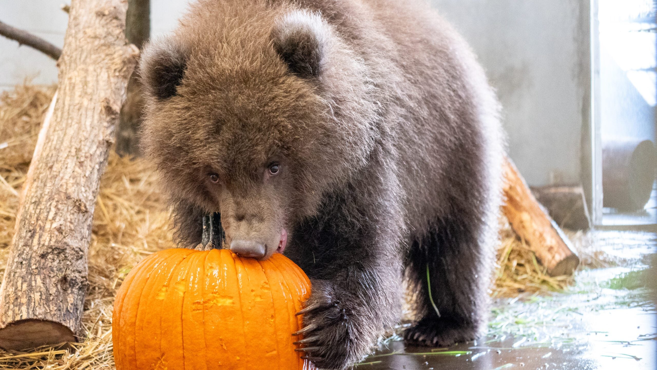 Minnesota Zoo welcomes 3 orphaned brown bear cubs rescued from Alaska — Blaine Health news