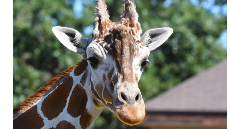 Como Zoo mourns loss of beloved giraffe, 'Skeeter' — Blaine Community news